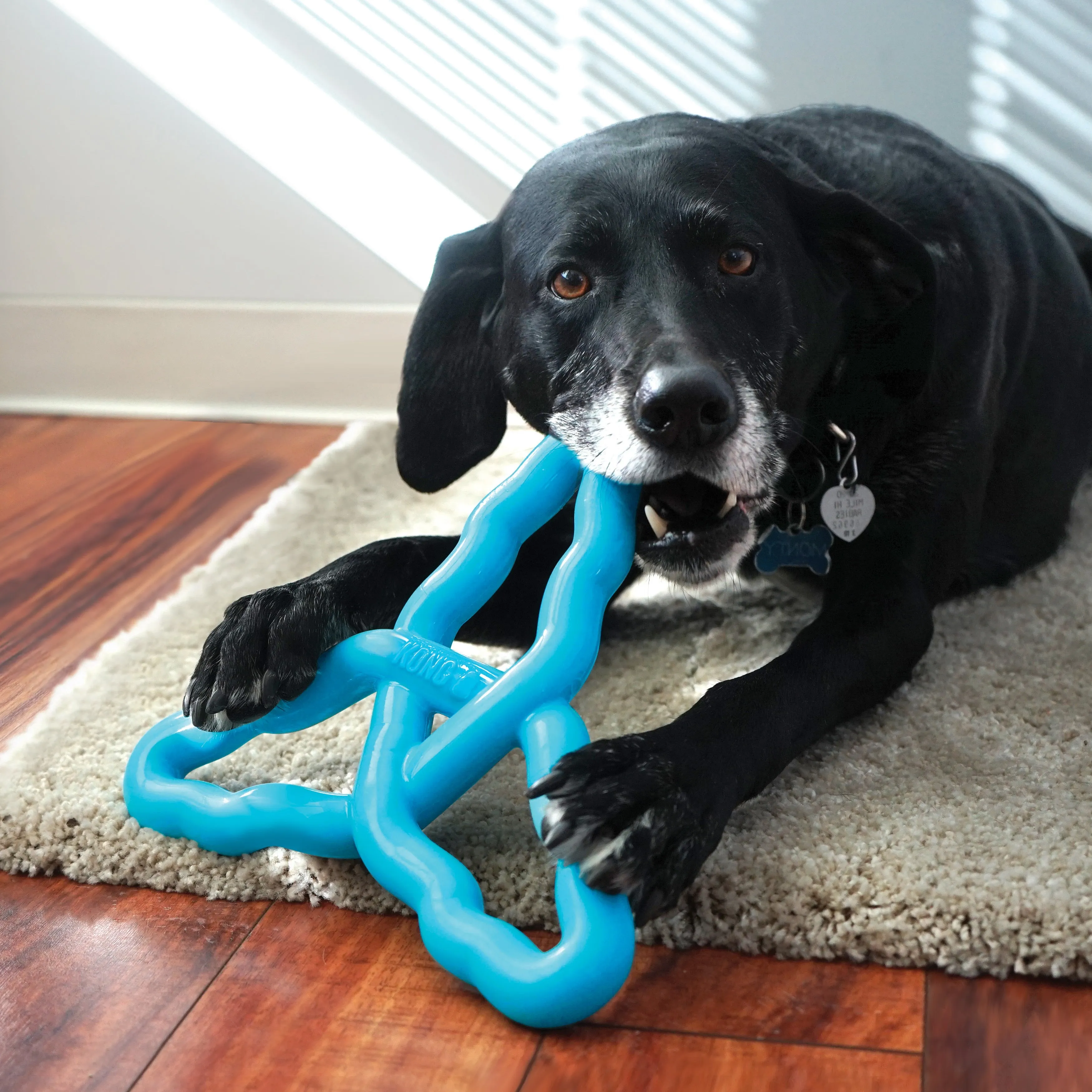 KONG Flyangle Dog Toy^^^