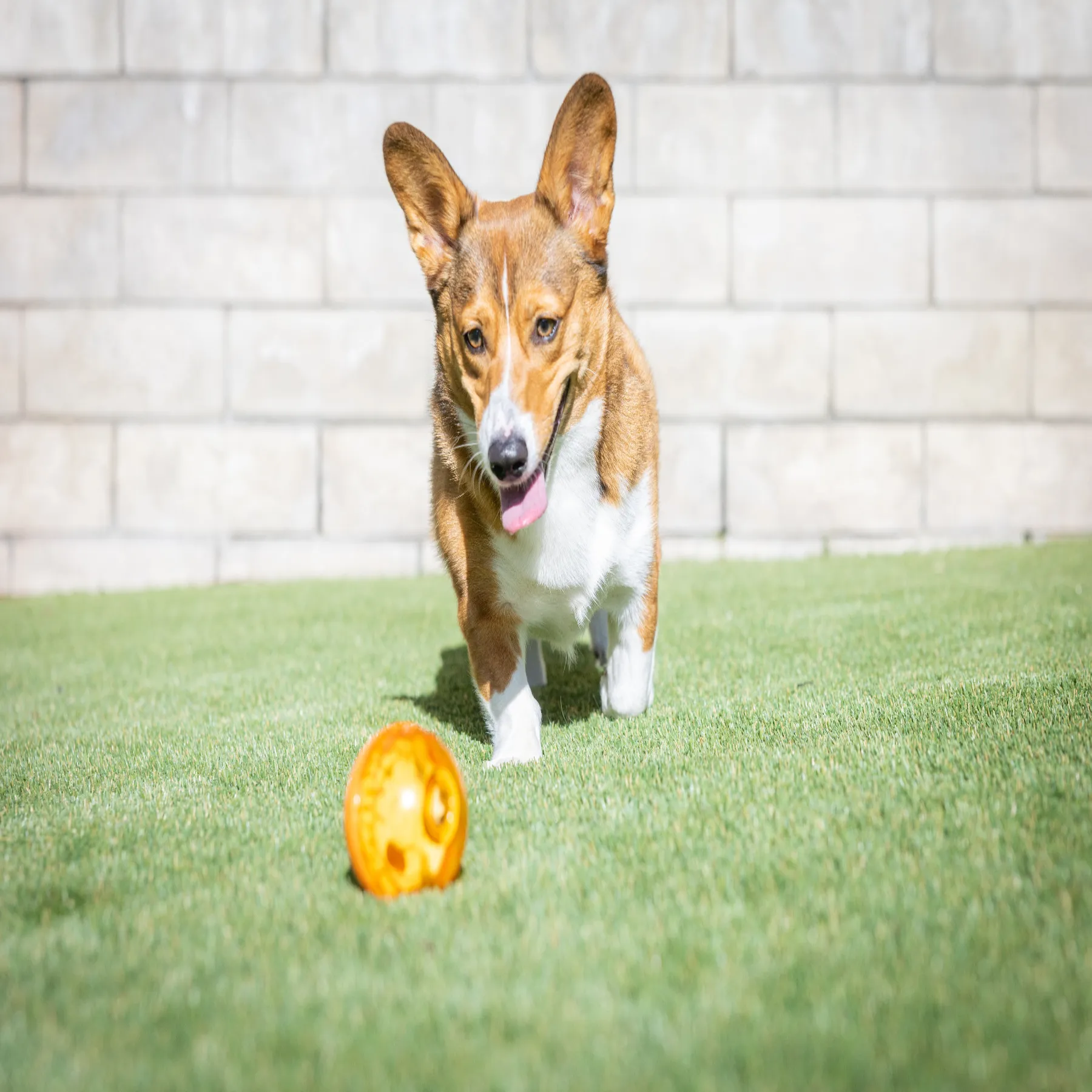 OurPets 3" IQ Treat Ball