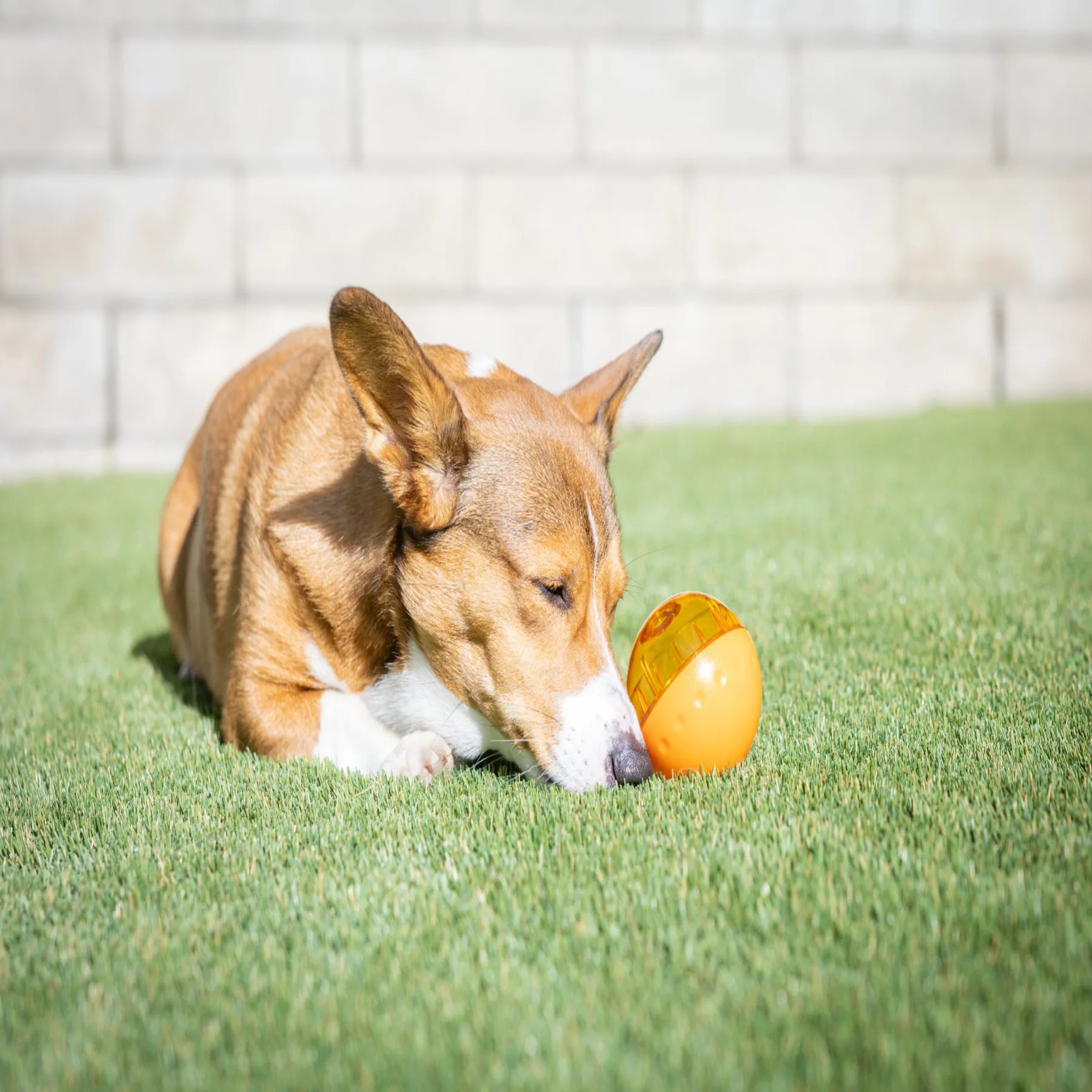 OurPets 3" IQ Treat Ball